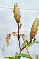 Damage to leaves and buds of lily lilium by Lily beetle larvae Lilioceris lilii  