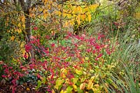 Combination of Persicaria amplexicaulis 'Firetail', Euonymus europaeus 'Red Cascade' AGM -Spindle, Pulmonaria 'Trevi Fountain' and Cortaderia richardii Brown's strain in front of a cherry at Cotswold Garden Plants