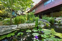View over pond with flowering Nymphaea - Waterlily - to rock garden and contemporary house beyond