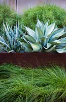 Agave ovatifolium - Whale's Tongue Agave with Yucca - in steel planter, set amongst bed of Carex 