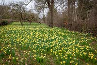 Wild daffodils - Narcissus pseudonarcissus - growing field with trees