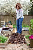 Refreshing a bark path in the vegetable garden by covering with bark chippings and spreading with a rake to control weeds