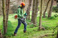 Strimming long grass around the base of trees wearing protective clothing