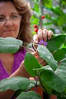 Pinching out the growing tip of an Aubergine to keep the plant bushy, encourage side branch formation and promote more fruiting