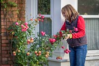 Shortening the long stems of Rosa - climbing Rose - to prevent wind damage