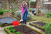 Mulching bare beds in the vegetable garden with garden compost