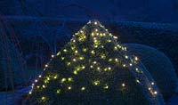 Fairy lights strung over Buxus - Box - pyramid topiary