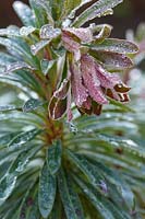 Euphorbia x Martinii, Spurge in rain.