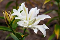 Lilium 'Polar Star' Double flowered lily.