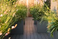 Roof garden with large containers planted with Gaura lindheimeri 'Whirling Butterflies', Penstemon 'Raven' AGM and grass Pennisetum alopecuroides 'Hameln'.
