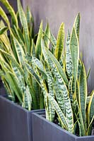 Sansevieria trifasciata Laurentii, mother-in-laws tongue. July.