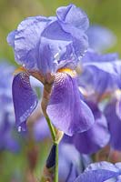 Iris 'Germanica' - Tall Bearded German Iris. 

