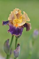 Iris 'Delirium' - Intermediate Bearded iris.

