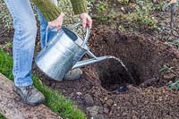 Woman watering a prepared planting hole for a shrub