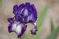 Iris 'Pacer' - Intermediate Bearded Iris.

