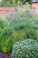 Herb bed -  Salvia officinalis, Foeniculum vulgare, origanum