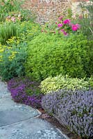 Herb bed - Thymes, Salvia officinalis 'Icterina', Ruta graveolens and Artemisia abrotanum