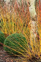 Winter plant association of Buxus - clipped Box balls - Cornus sanguinea 'Midwinter Fire'- colourful Dogwood stems, and Betula ermanii - white Silver Birch bark