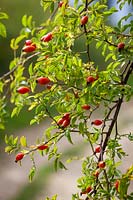 Wild rosehips growing by a lane. Rosa canina - Dog rose, Briar rose, Cankerberry, Hep briar, Bird briar, Common brier, Cat whin.