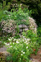 Dry stone wall at Glebe Cottage with eryngiums, geranium and Erigeron karvinskianus - Mexican daisy, Mexican fleabane - growing in a wall.