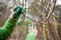 Winter pruning an apple tree - Malus domestica - with secateurs. Cutting back side stems. 