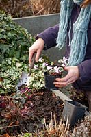 Planting out pots of Cyclamen coum in a raised bed. 