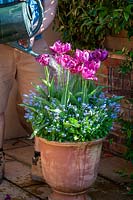 Feeding container grown tulips with liquid feed using a watering can. 