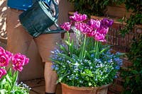 Feeding container grown tulips with liquid feed using a watering can. 