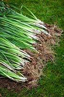 Dividing congested clumps of daffodil bulbs after they have finished flowering. Separated bulbs laid out ready to replant
