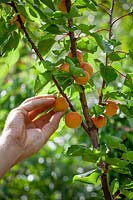 Harvesting apricots - Prunus armeniaca