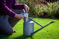 Applying Nemasys nematode leatherjacket killer to lawn. Mixing in watering can