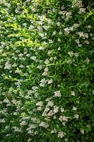 Privet hedge in flower - Ligustrum ovalifolium