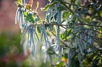 Garrya elliptica - Silk tassel bush
