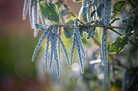 Garrya elliptica - Silk tassel bush