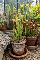 Sarracenia rubra jonseii - Pitcher Plant - in terracotta pots in deep pot saucers filled with water sitting of a mulch of gravel in glasshouse