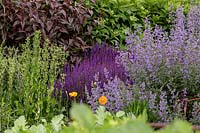Detail of an herbaceous perennial bed, with Nepeta - Catming in front of Salvia x superba and Persicaria 'Red Dragon', a purple, green and burgundy colour scheme