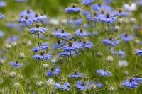 Nigella damascene - Love-in-a-mist - with soft feathery foliage and blue flowers