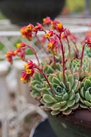 Close up of a potted Echeveria agavoides 'Lipstick' showing flowers growing from rosettes