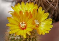 Parodia aureispina cactus in bloom. 
