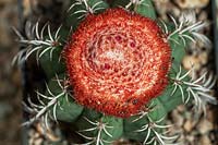 Melocactus matanzanus - Dwarf Turk's-cap Cactus 
