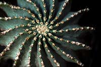 Ferocactus schwarzii - Ball-shaped cactus