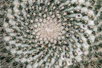 Mammillaria perbella cactus 