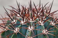 Melocactus azureus - globose cactus with a frosty blue coloration.