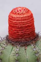 Melocactus matanzanus - Dwarf Turk's-cap Cactus
