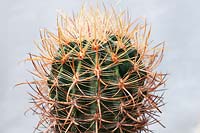 Ferocactus  acanthodes - California Barrel Cactus 