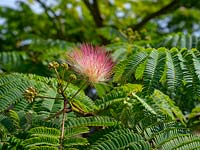 Albizia julibrissin - Persian Silk Tree 