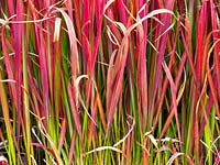 Imperata cylindrica 'Rubra' or Japanese blood grass in garden border.
