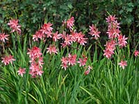 Hesperantha coccinea 'Fenland Daybreak' - Crimson Flag Lily 'Fenland Daybreak'