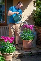 Feeding container grown tulips with liquid feed using a watering can.