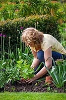 Planting salvias in front of alliums iin a border to disguise their dying foliage. 
